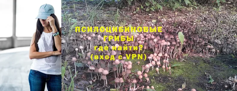 хочу наркоту  Армавир  Псилоцибиновые грибы Psilocybe 